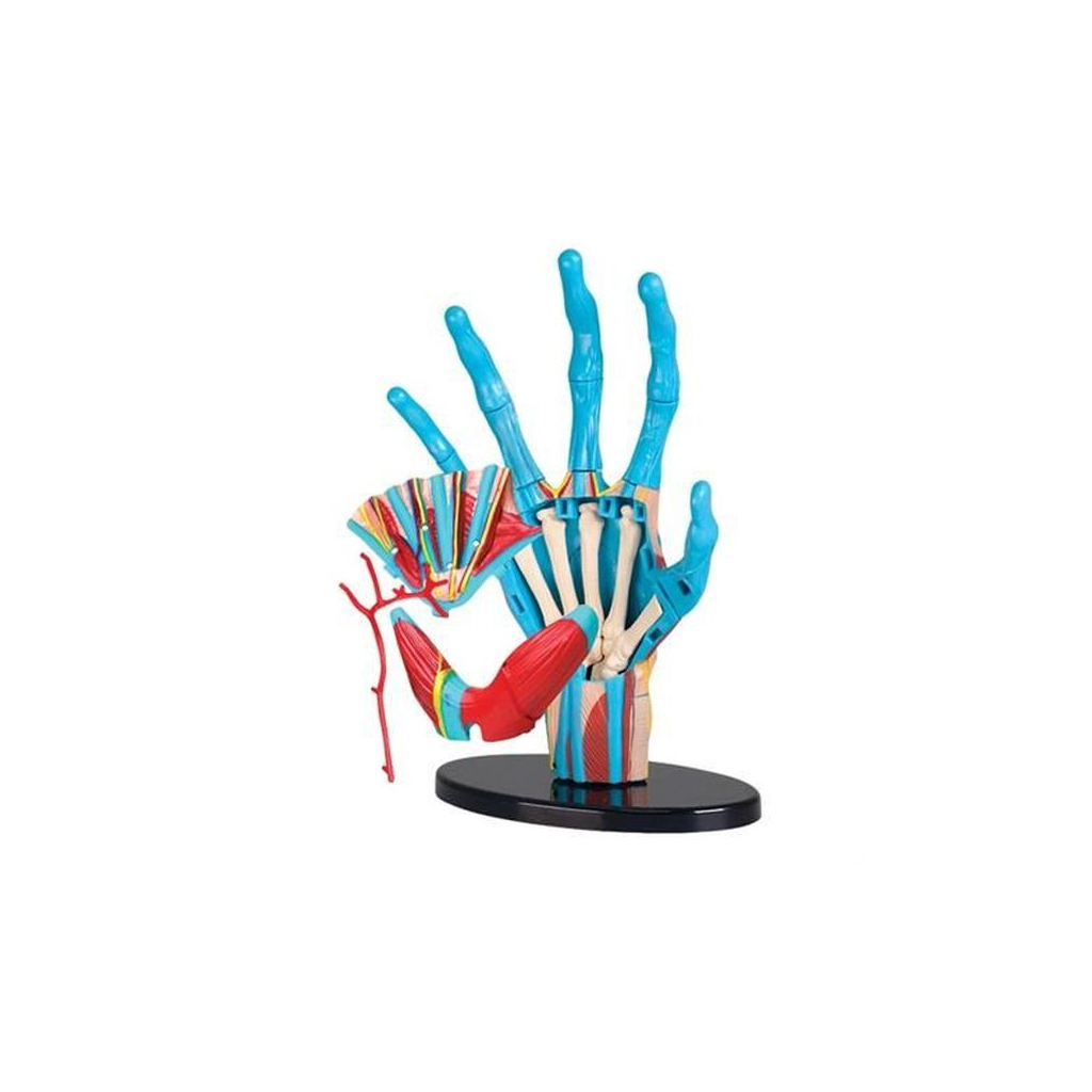 Набір для експериментів EDU-Toys Модель руки збірна, 16,5 см (SK058) зображення 2
