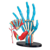 Набір для експериментів EDU-Toys Модель руки збірна, 16,5 см (SK058) зображення 2