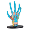 Набор для экспериментов EDU-Toys Модель руки сборная, 16,5 см (SK058)