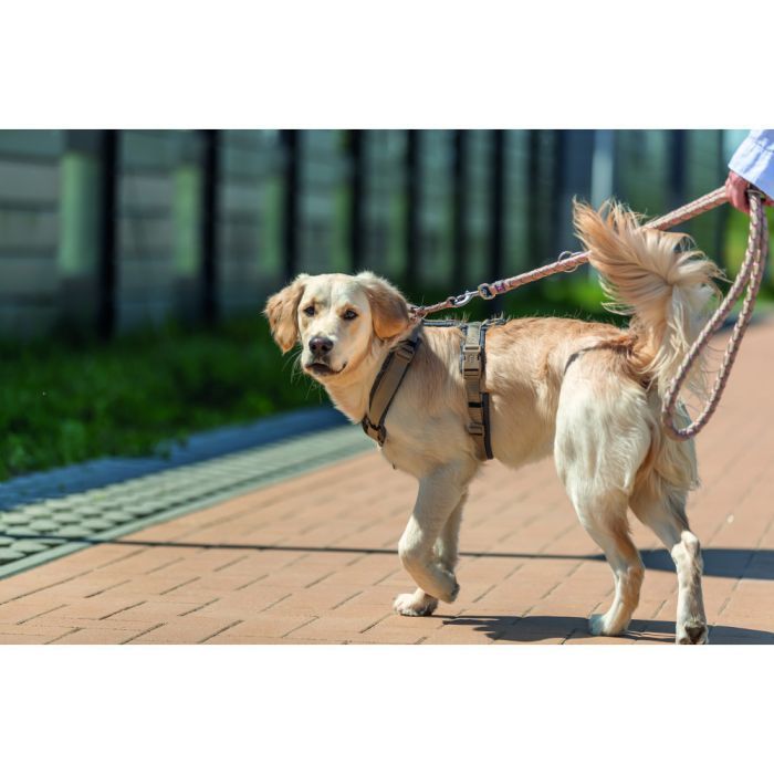 Поводок для собак Trixie Cavo регулируемый L–XL 2 м диаметр 18 мм рыжий-графитовый (4053032677906) изображение 5