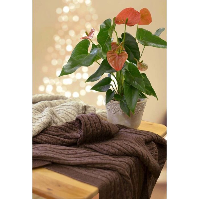 Плед Прованс Soft коси Лате 140x180 см (11690) зображення 3
