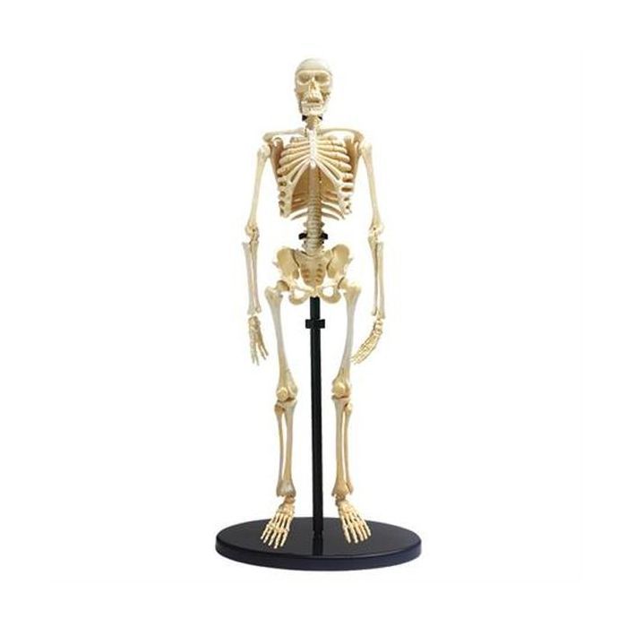 Набір для експериментів EDU-Toys Модель кістяка людини збірна, 24 см (SK057)
