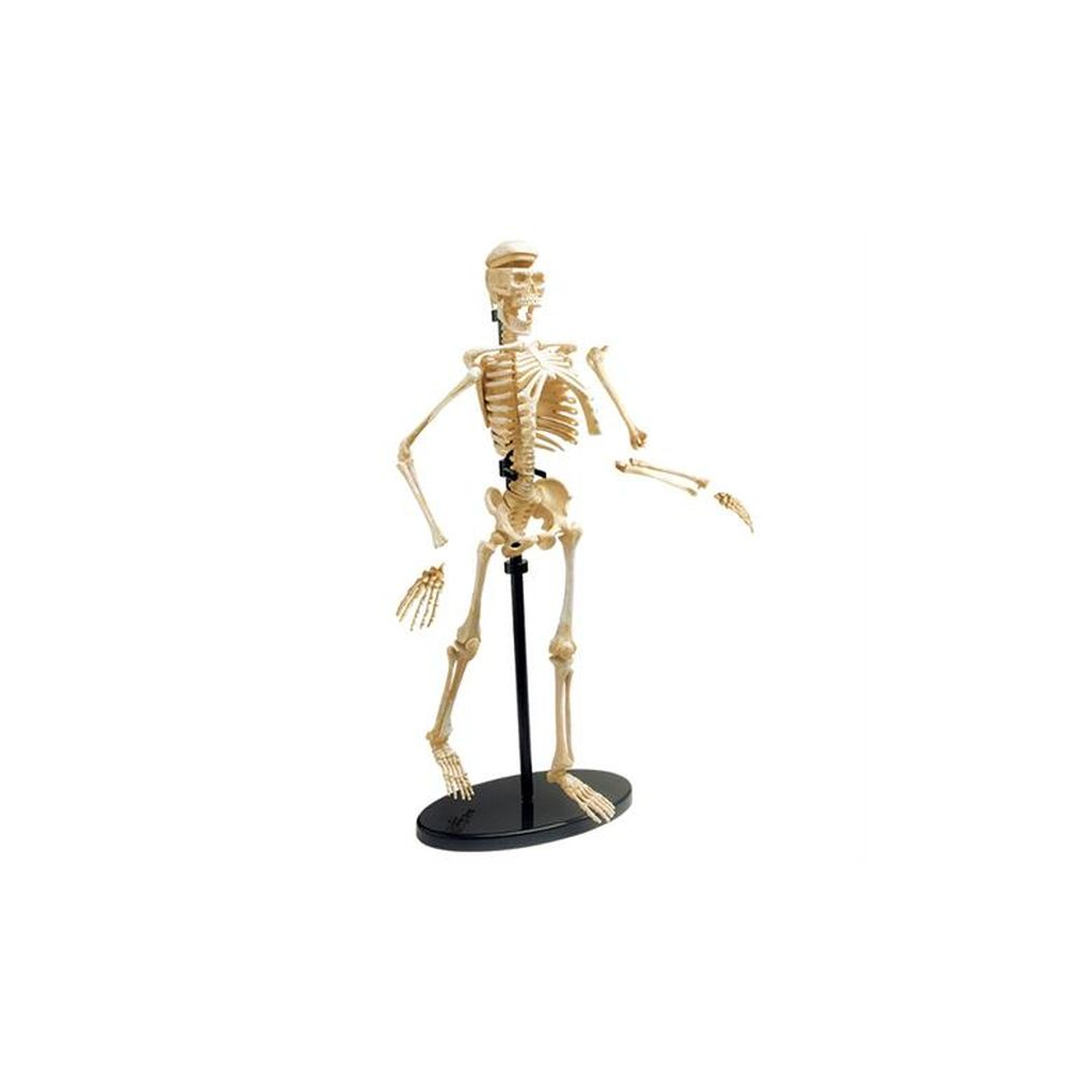 Набір для експериментів EDU-Toys Модель кістяка людини збірна, 24 см (SK057) зображення 2