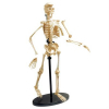 Набор для экспериментов EDU-Toys Модель скелета человека сборная, 24 см (SK057) изображение 2