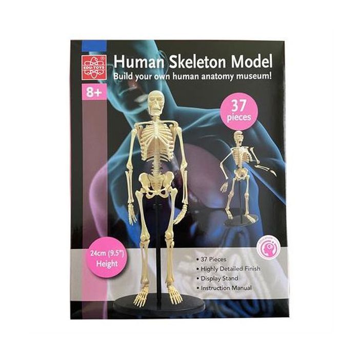 Набір для експериментів EDU-Toys Модель кістяка людини збірна, 24 см (SK057) зображення 3