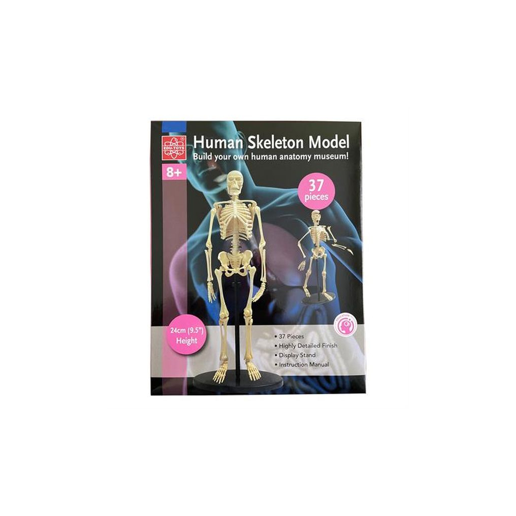 Набір для експериментів EDU-Toys Модель кістяка людини збірна, 24 см (SK057) зображення 3