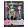 Набор для экспериментов EDU-Toys Модель скелета человека сборная, 24 см (SK057) изображение 3