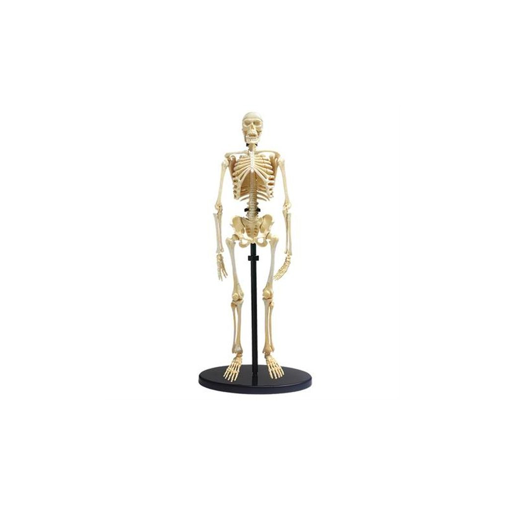 Набір для експериментів EDU-Toys Модель кістяка людини збірна, 24 см (SK057)