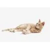Іграшка для котів Cheerble Wicked Ball M3 (Apricot Beige) (CWQ02A) зображення 11