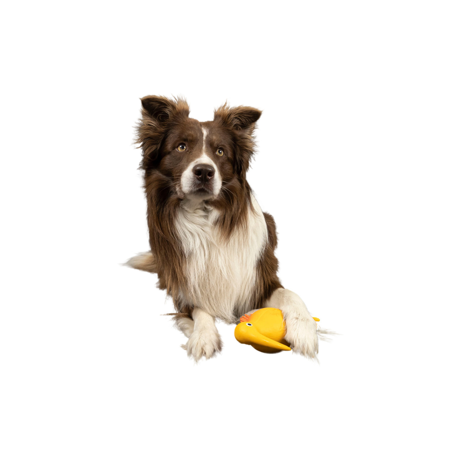 Игрушка для собак Kiwi Walker Птица киви 8.5 см оранжевая (8596075000110) изображение 3