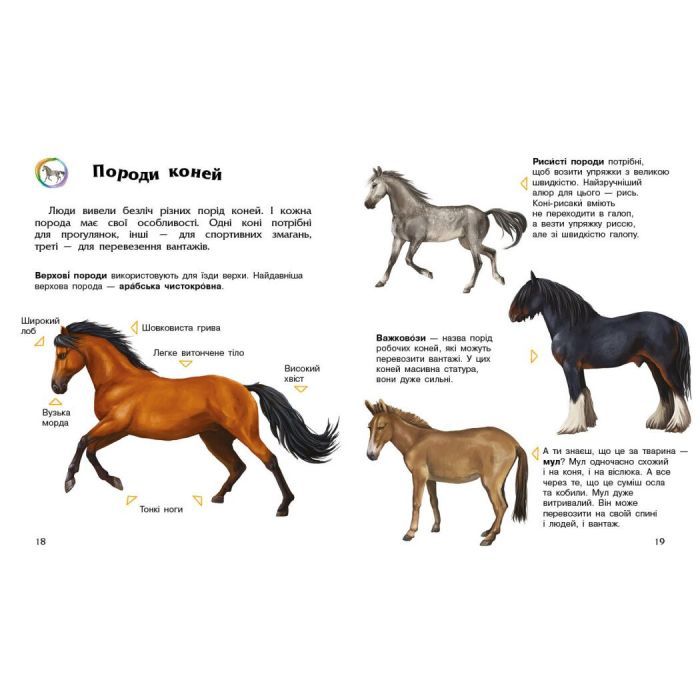 Книга Коні. Енциклопедія дошкільника - Юлія Каспарова Ранок (9786170977816) зображення 2