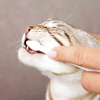 Зубна паста для тварин Trixie з щіткою для котів (4011905256207) зображення 4