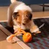 Игрушка для собак Cheerble Wicked Ball Rolly (Bright Orange) (CWQ07O) изображение 8