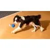 Игрушка для собак Cheerble Wicked Ball Rolly (Royal Blue) (CWQ07B) изображение 10