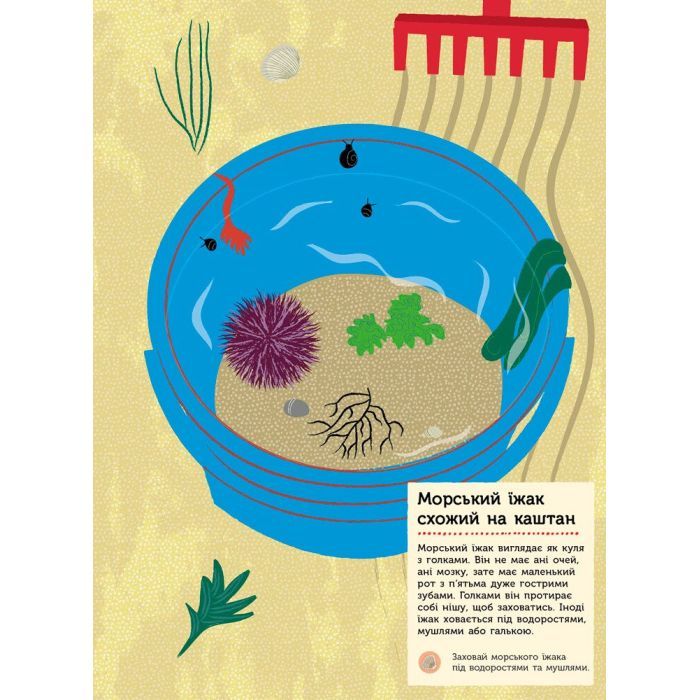 Книга На березі моря. Моя книга природи - Олівія Косно Ранок (9786170941022) зображення 9