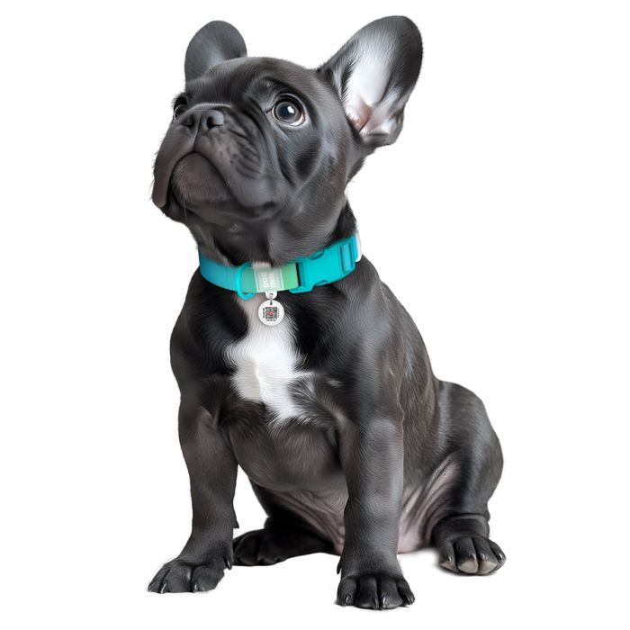 Ошейник для животных WAUDOG Nylon Recycled с QR паспортом, градиент, XL голубой (47032) изображение 4