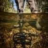 Металлоискатель Minelab Equinox 800 + Pro Find 35 изображение 11