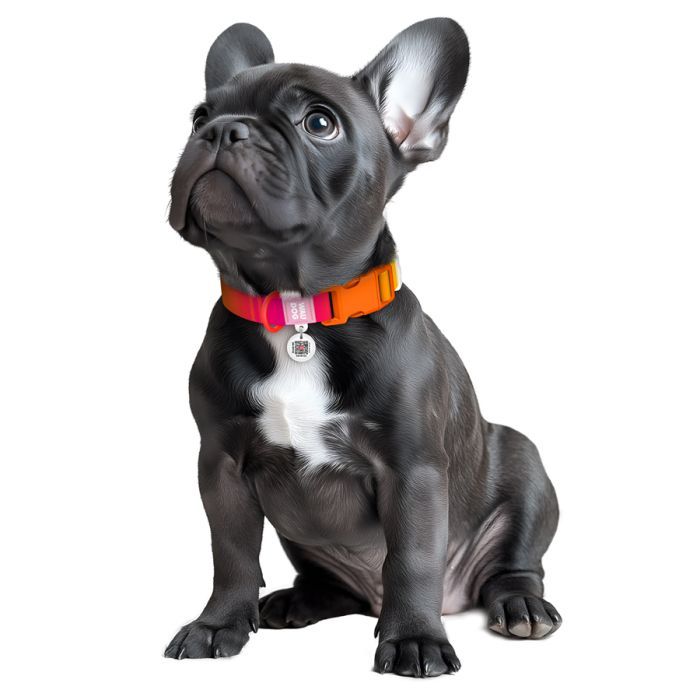 Ошейник для животных WAUDOG Nylon Recycled с QR паспортом, градиент, XL голубой (47032) изображение 4