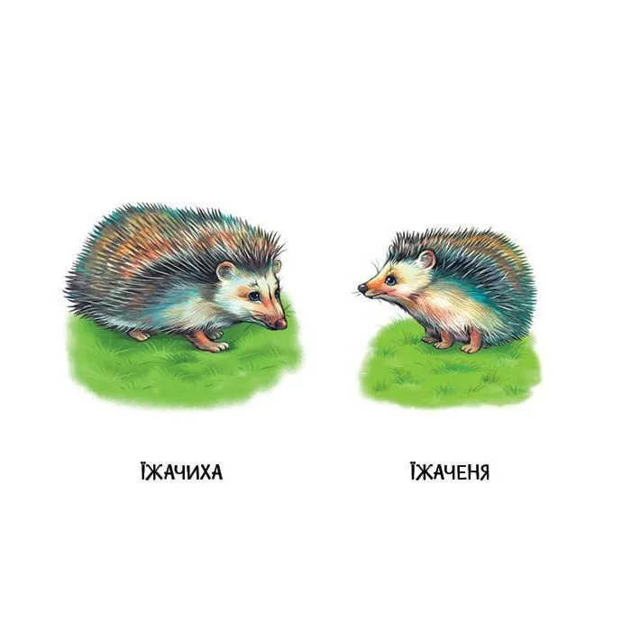 Книга 22 картинки. Мами і дитинчата Ранок (9786178773786) изображение 2