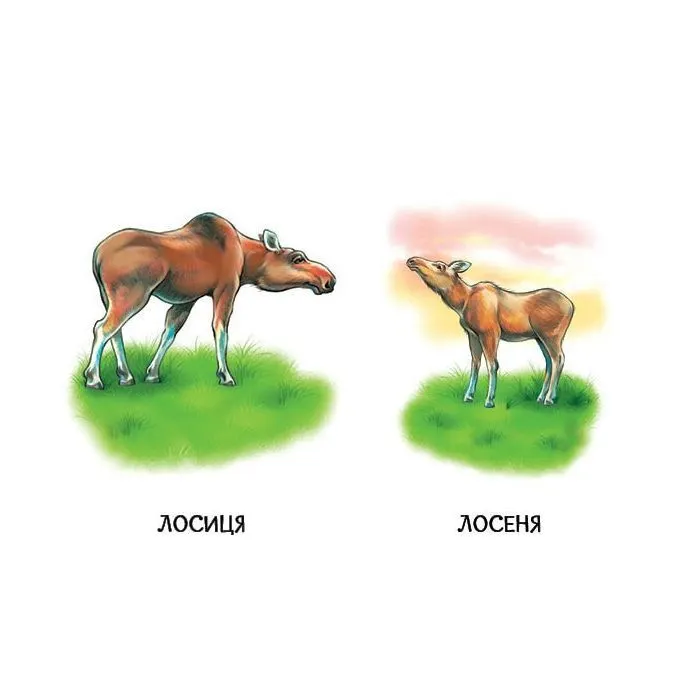 Книга 22 картинки. Мами і дитинчата Ранок (9786178773786) изображение 4