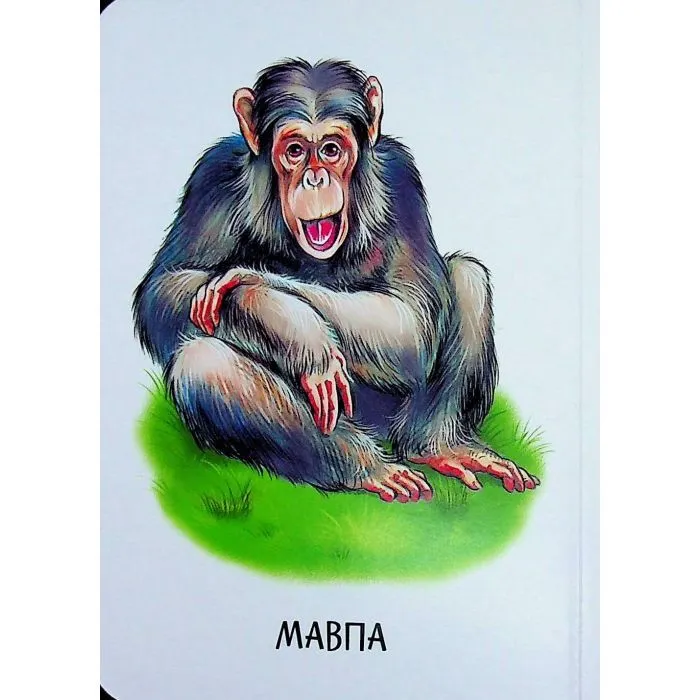 Книга 22 картинки. Мами і дитинчата Ранок (9786178773786) зображення 9