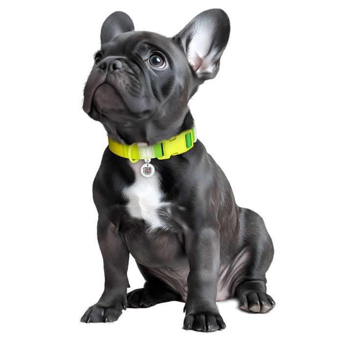 Ошейник для животных WAUDOG Nylon Recycled с QR паспортом, градиент, XL голубой (47032) изображение 4