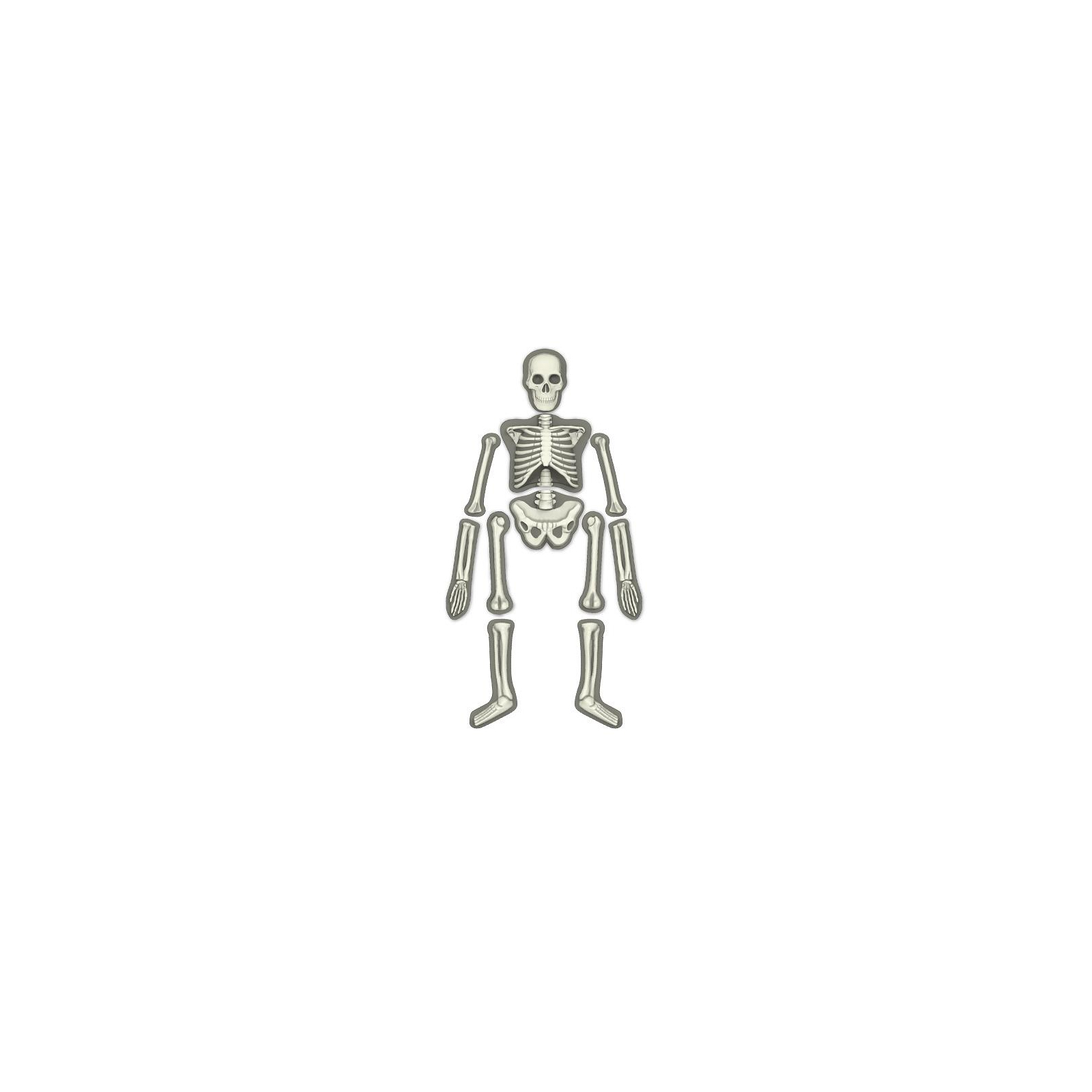 Набір для експериментів 4М Світний скелет людини (00-03375) зображення 3