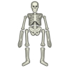 Набір для експериментів 4М Світний скелет людини (00-03375) зображення 3