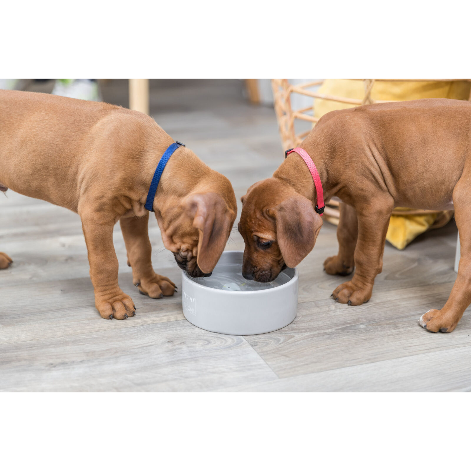 Посуда для собак Trixie Керамическая миска «Junior» 800 мл/16 см (цвета в ассортименте) (4011905251271) изображение 10