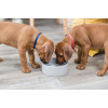 Посуда для собак Trixie Керамическая миска «Junior» 800 мл/16 см (цвета в ассортименте) (4011905251271) изображение 10