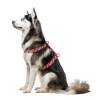 Шлея для собак WAUDOG Nylon з QR-паспортом анатомічна H-подібна "Банани на рожевому" пластиковий фастекс XL (323-4055) зображення 3