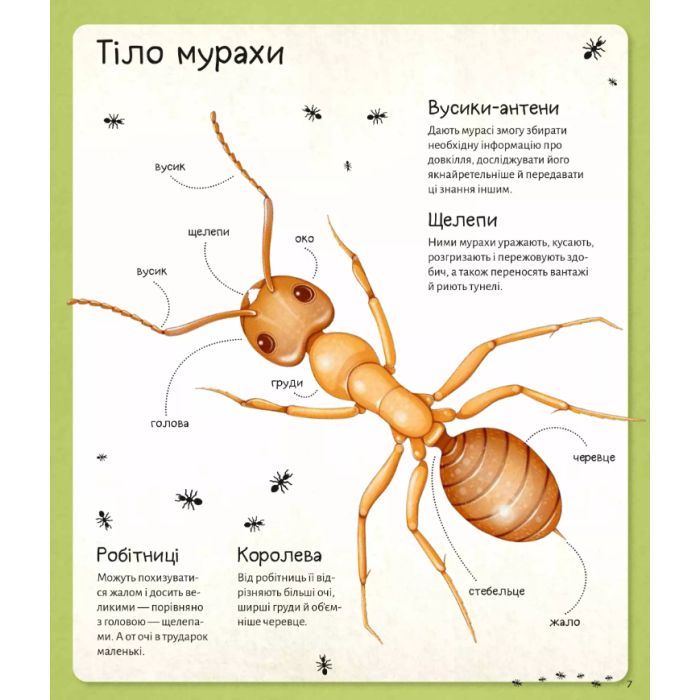 Книга Світ мурах - Штєпанка Секанінова Vivat (9786171703186) изображение 8