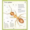 Книга Світ мурах - Штєпанка Секанінова Vivat (9786171703186) изображение 8