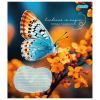 Зошит 1 вересня Butterfly А5 24 аркушів клітинка (767273) зображення 4