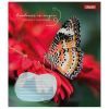 Зошит 1 вересня Butterfly А5 24 аркушів клітинка (767273) зображення 5