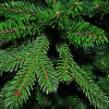 Искусственная елка Triumph Tree Deluxe Slim Abies Nordmann зеленая 2,15 м (8711473890204) изображение 3
