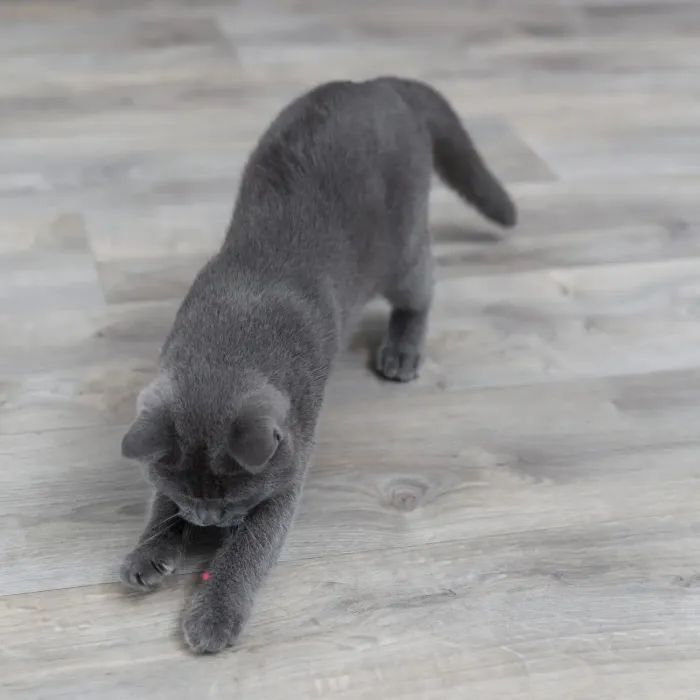 Игрушка для кошек Trixie Указка лазерная Moving Light 11 см (4011905413112) изображение 4