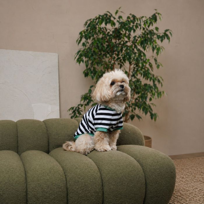 Футболка для тварин Pet Fashion Breeze М (4823082445783) зображення 3