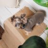Футболка для животных Pet Fashion Marco с вышивкой XS2 (4823082430352) изображение 3