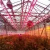 Светильник Eurolamp LED FLORA 250 3,4 RW (Flora-250-3,4-RW) изображение 3