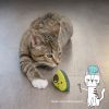 Игрушка для кошек Petstages Авокадо 6.5 см (0700603678407) изображение 10