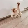 Витамины для кошек GimCat Nutri Kitten Bites для кошенят таблетки 40 г (4002064426280) изображение 8