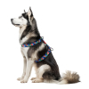 Шлея для собак WAUDOG Nylon з QR-паспортом анатомічна H-подібна "Інжир" пластиковий фастекс XL (323-4053) зображення 3