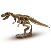 Набор для экспериментов Ses Исследователь Раскопки скелета Тираннозавра (25028S) изображение 2