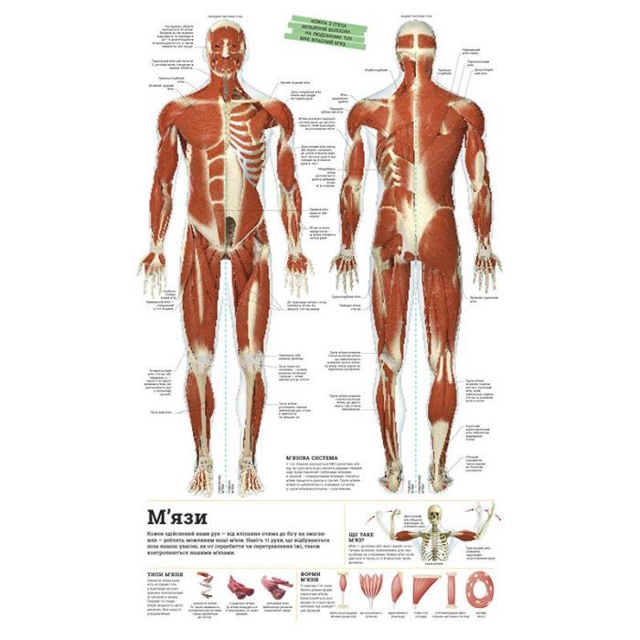 Книга Дивипедія Ранок (9786170992376) зображення 3