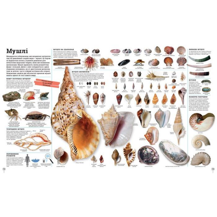 Книга Дивипедія Ранок (9786170992376) зображення 7