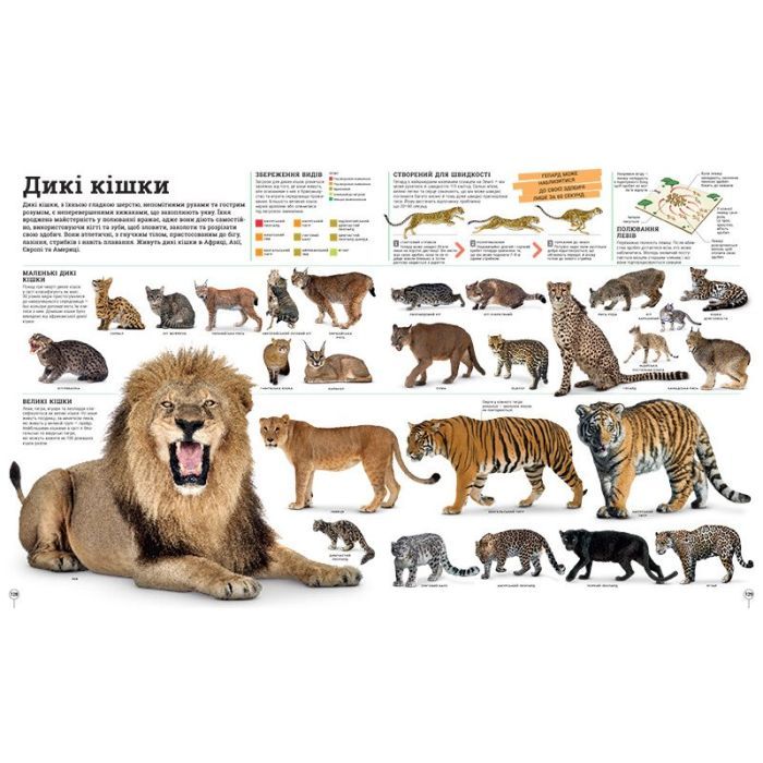 Книга Дивипедія Ранок (9786170992376) зображення 8