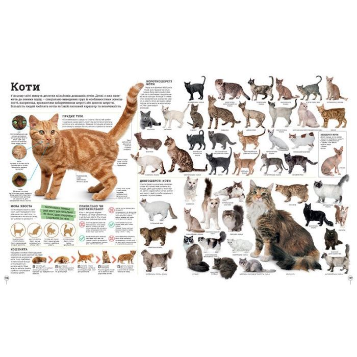 Книга Дивипедія Ранок (9786170992376) зображення 9