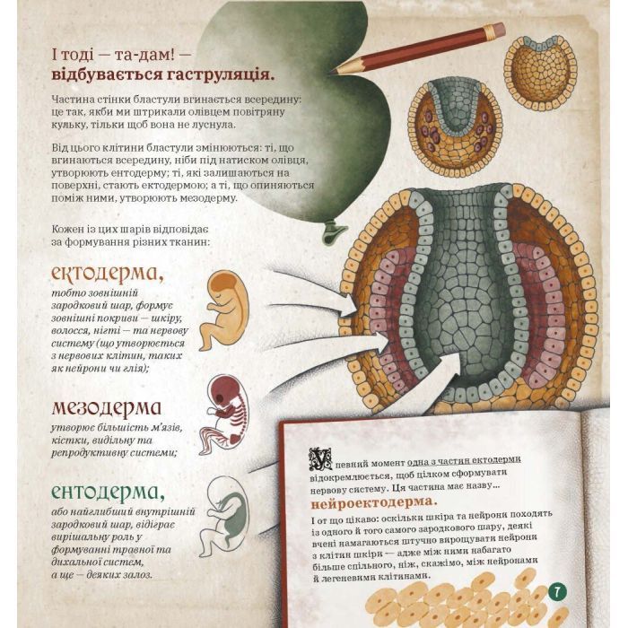 Книга Як працює людський мозок - Пабло Барречеґурен Ранок (9786170981639) зображення 3