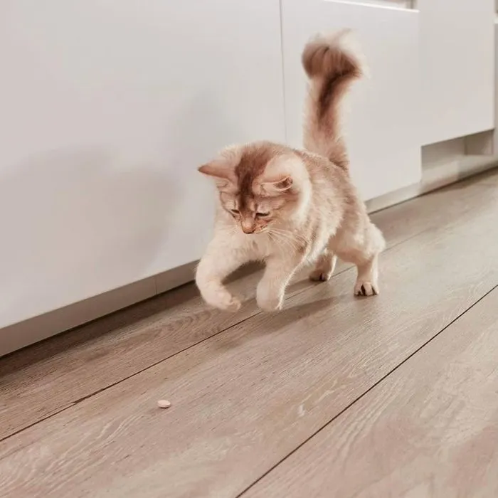 Витамины для кошек GimCat Nutri Vitamin Bites мультивитамины 40 г (4002064428024) изображение 8